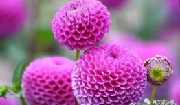 大丽花角色爆料视频,爆料视频中的惊人内幕